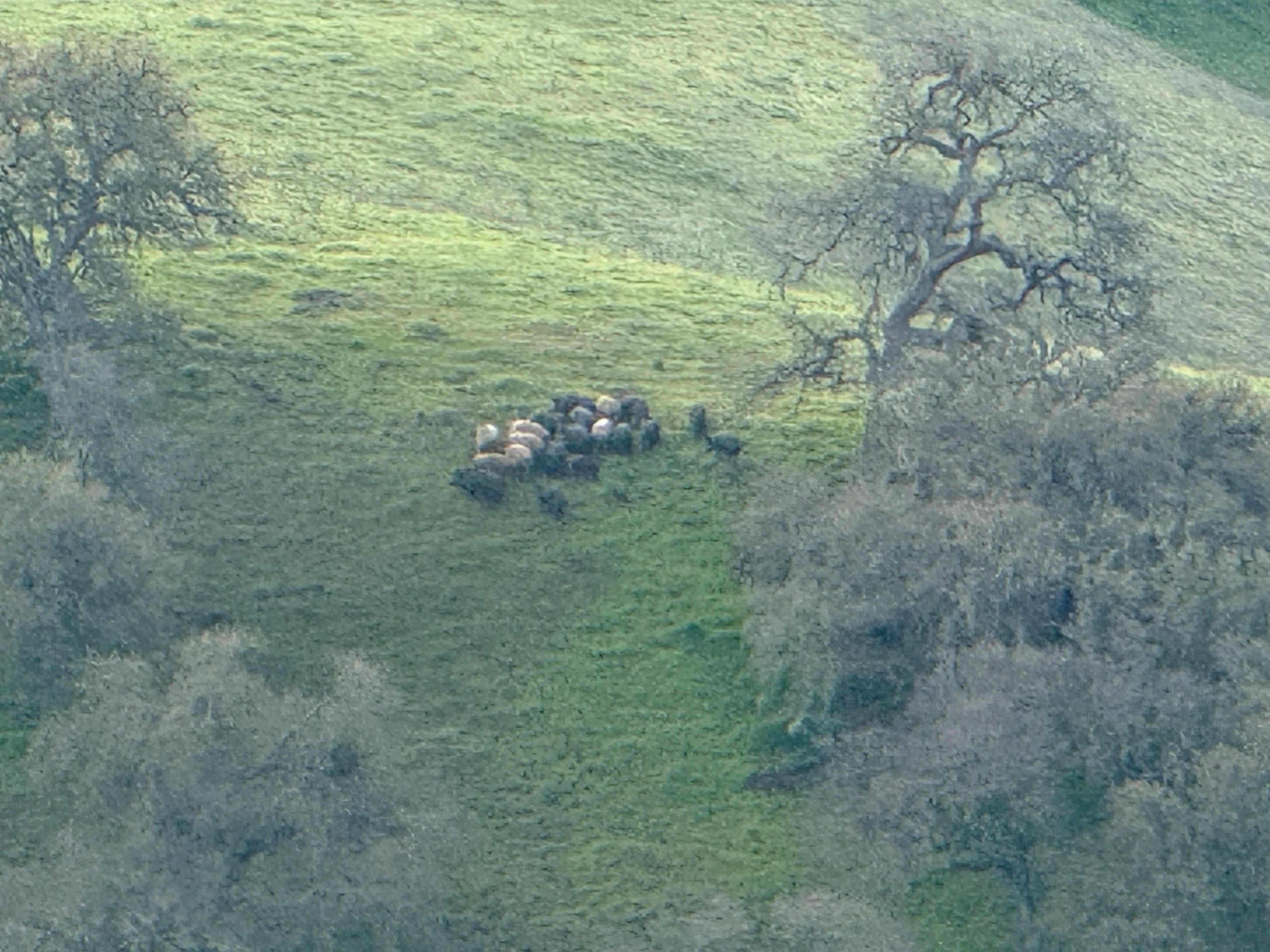Aerial view of pastoral landscape
