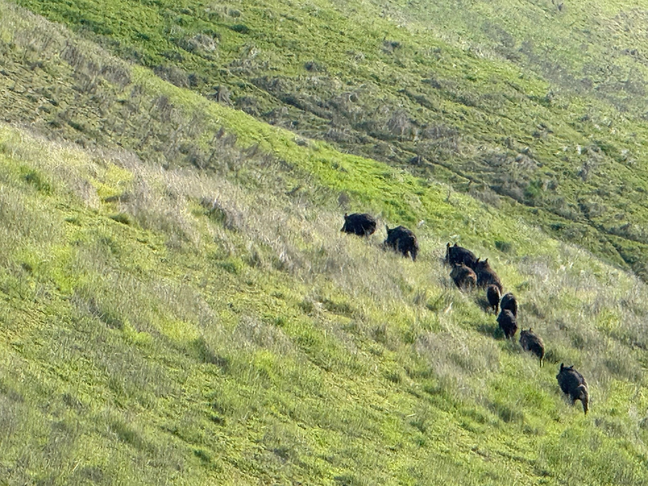 Herd of animals on steep hillside